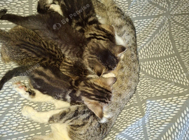 4 beautiful male kittens