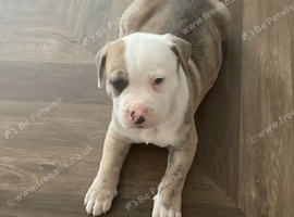 American bull staffs male