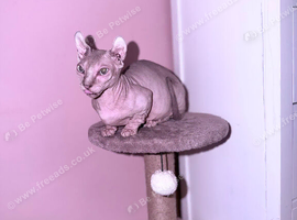 Bambino sphynx