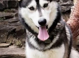 Gorgeous siberian Husky STUD