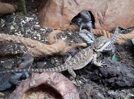 Baby bearded dragons
