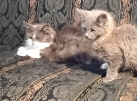 Norwegian Forest Cat x Russian Blue Kittens