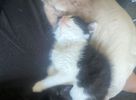 2 male kittens