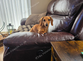 Cream Miniature dachshund bitch kc reg re advertised due to timewaster
