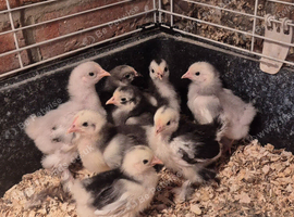 Pekin Bantam chicks