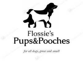 Need a loving, reliable, experienced dog mad sitter/walker for your pooch/pooches?