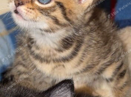 Kitten 8 weeks old