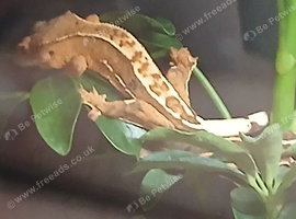 Crested geckos