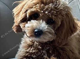 Gorgeous cavapoo female
