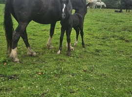 Irish Draught Colt foal