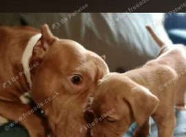 2 year old American Bully stud