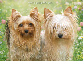 Boy yorkshire terrier