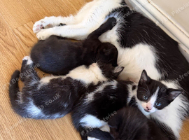 2 girl and 2 boys waiting for loving homes