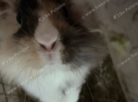 Damon the rabbit