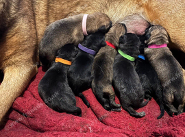 German Shepherd X Puppies For Sale