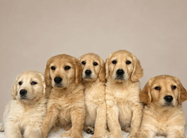 Golden Retriever Puppies 8 weeks old
