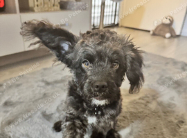 Toy poodle cross French bulldog