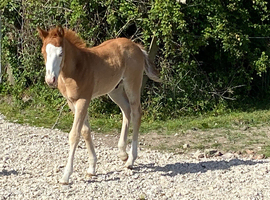 Red roan 2026 Quarter Horse colt