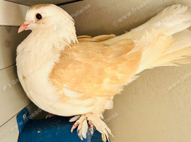 2 Fancy Pigeons