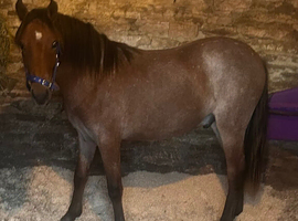 Reg New Forest Yearling Gelding