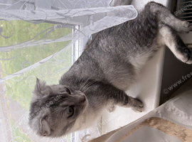 Reduces in price Scottish fold kittens