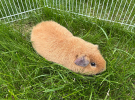 Gold Teddy Guinea Pig Boar