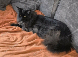 Male black Maine coon