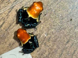 Dart frogs available responsibly bred many satisfied new owners