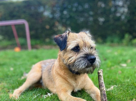 Full breed Border terrier for a new home