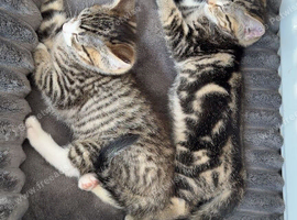 2 kittens for a good home