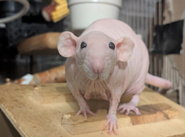 Adult Female rat(s)