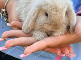 Mini lop boy ready to find his forever home