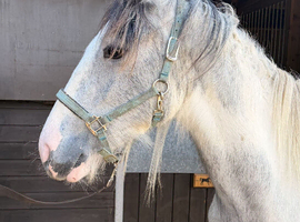 Gorgeous Shire x Cob Colt