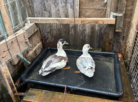 Pair of call ducks
