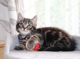 Last 2 Beautiful Kittens ready for Collection