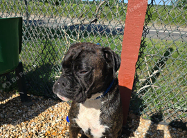 3 year old male boxer