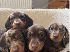 4 beautiful Dashound puppy's