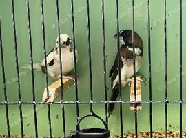 2 Proven Breeding Pair of Bengalese