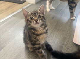 Last beautiful boy ready to find his forever home