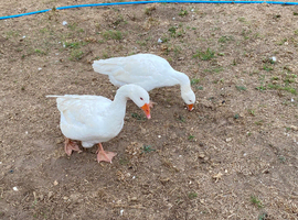 2 x male embden geese