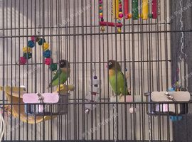 2 lovebirds