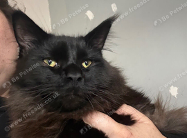 Maine Coon Cat for Sale - &pound;600