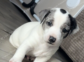 Patter jack puppies