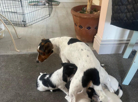 Exceptional Jack Russell Terrier Puppies &ndash; Home Reared with Outstanding Temperaments