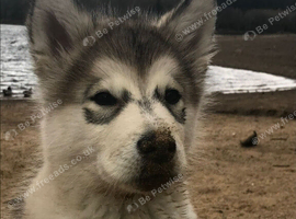 Alaskan malamute cross husky