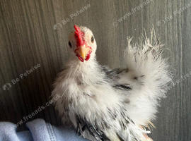 8-9 week old Serama rooster