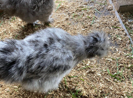 Chickens for sale