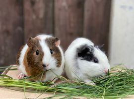 Ready now, 2 male guinea pig