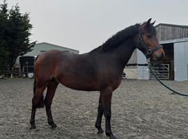 Dream pony in the making