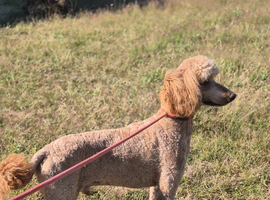 Standard poodle for Stud
